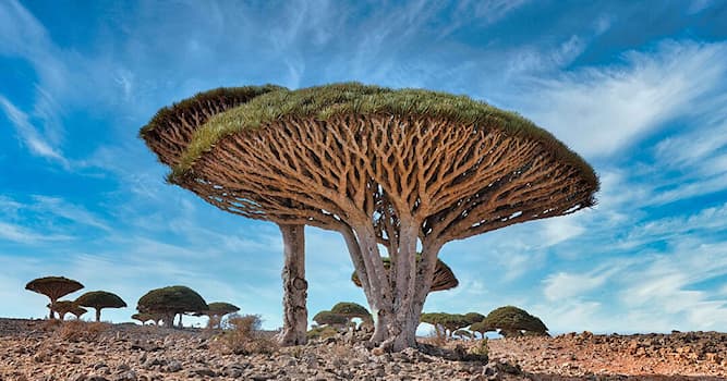 Aardrijkskunde Trivia Vraag: Hoe heet het eiland, dat deel uitmaakt van Jemen, waarvan de drakenboom het symbool is?