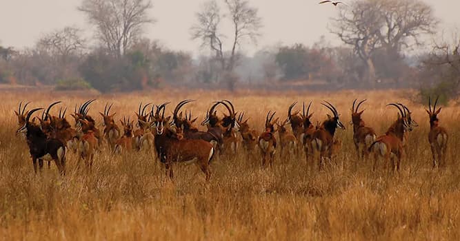 Aardrijkskunde Trivia Vraag: Hoe heet het nationaal park in Mozambique dat in de jaren 60 en 70 tal van beroemdheden wist te bekoren?