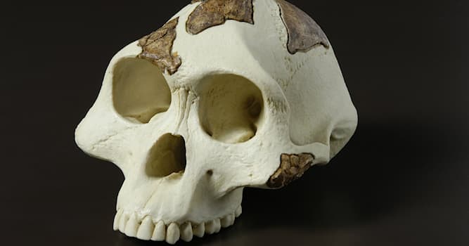 Geschiedenis Trivia Vraag: Hoe lang geleden ongeveer verscheen de 'moderne mens' de Homo sapiens?