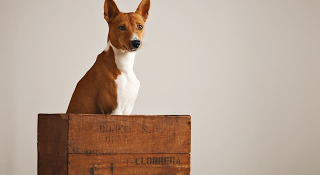 Nature Trivia Question: What is a dog's house called?