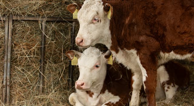 Nature Question: Comment appelle-t-on le petit de la vache ?