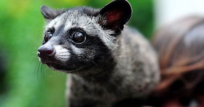 natura Pytanie-Ciekawostka: Ten mały, niepozorny zwierzaczek to twórca najdroższej kawy na świecie. Wiesz jak się nazywa?