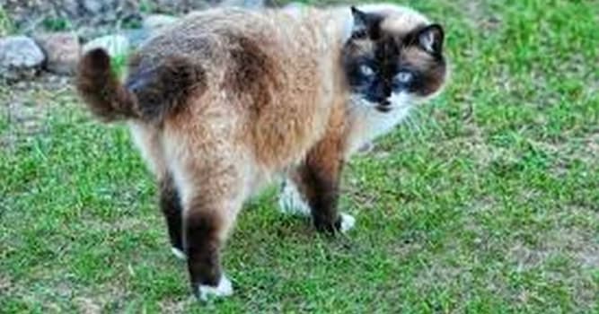 Nature Trivia Question: What breed of cat is shown in the picture?