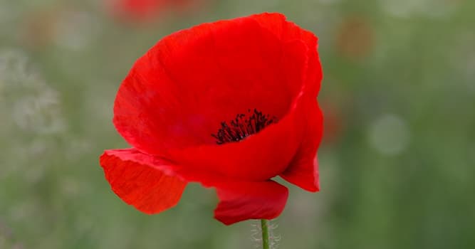 Nature Question: Quelle fleur rouge pousse dans les champs ?