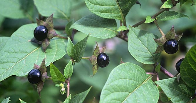 Natuur Trivia Vraag: Wat is belladonna?