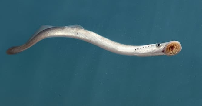 Natuur Trivia Vraag: Hoe heet deze vissoort die ook in de Noordzee voorkomt?