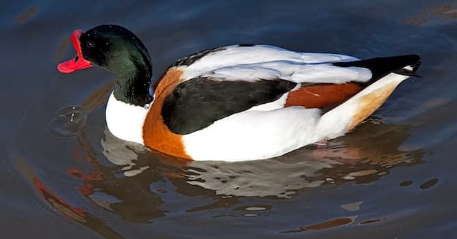 Natuur Trivia Vraag: Hoe heet deze watervogel?