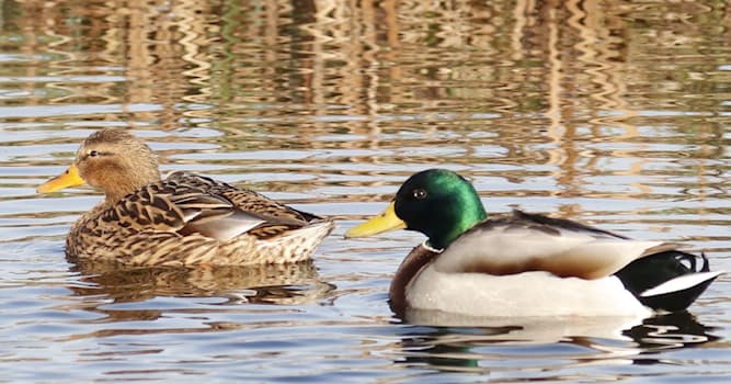 Natuur Trivia Vraag: Hoe heet deze watervogel?