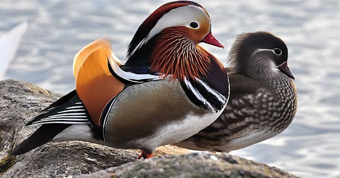 Natuur Trivia Vraag: Hoe heet deze watervogel?