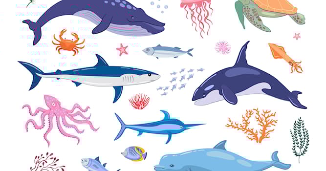 Movies & TV Trivia Question: In the famous film "Free Willy", what was Willy?