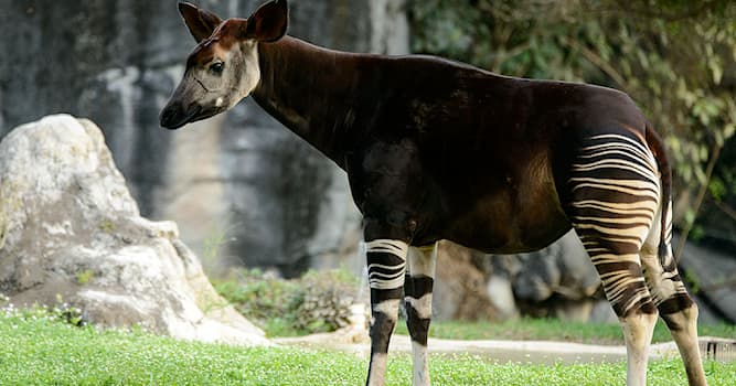 Maatschappij Trivia Vraag: In welke dierentuin was de eerste okapi te zien?