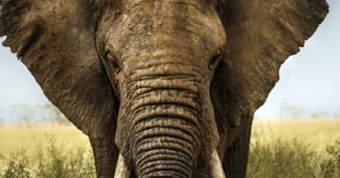 Natuur Trivia Vraag: Wie zijn de Proboscidea?