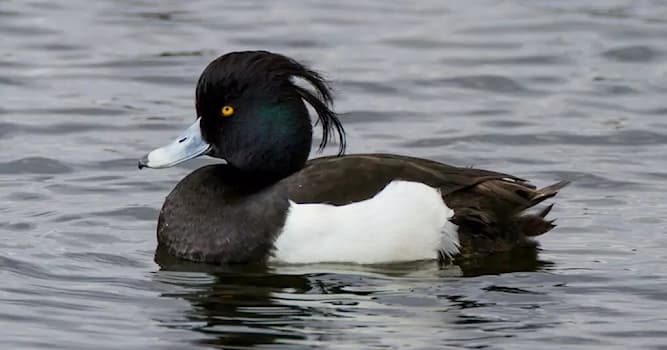 Natuur Trivia Vraag: Van welke watervogel is dit het mannetje?