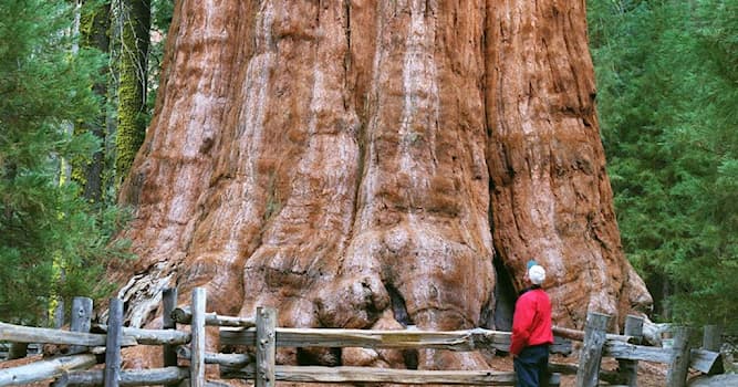 Aardrijkskunde Trivia Vraag: Welk Nationaal Park in de VS staat bekend om zijn torenhoge mammoetbomen?