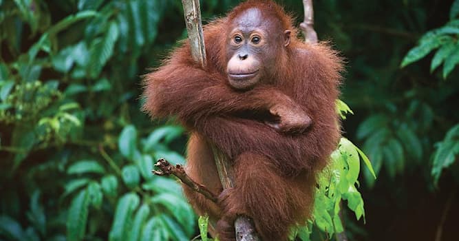 Aardrijkskunde Trivia Vraag: Welk van deze landen heeft geen grondgebied op het eiland Borneo?