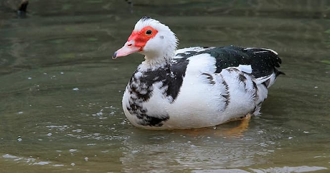 Natuur Trivia Vraag: Welke tamme eendensoort is dit?