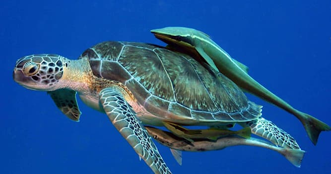 Natuur Trivia Vraag: Welke vissoort heeft een hechtschijf op de kop waarmee hij zich vasthecht op schildpadden en haaien?