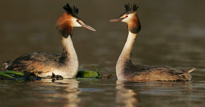 Natuur Trivia Vraag: Welke watervogel is dit?