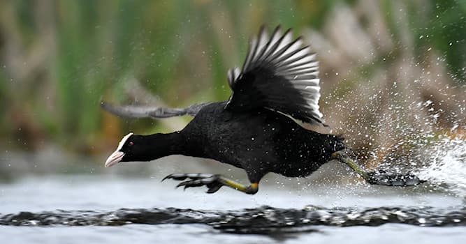 Natuur Trivia Vraag: Welke watervogel is dit?