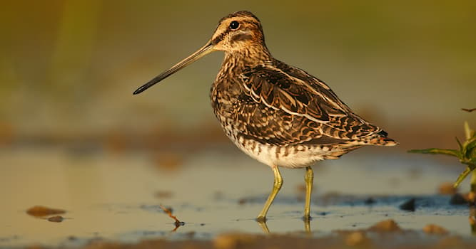 Natuur Trivia Vraag: Welke watervogel is dit?