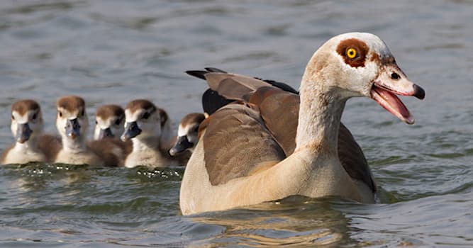 Natuur Trivia Vraag: Welke watervogel is dit?