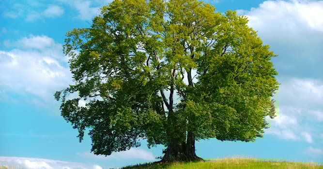Naturaleza Pregunta Trivia: ¿Cuál es el nombre del fruto del haya?