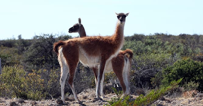 Natur Wissensfrage: Wo leben Guanakos?