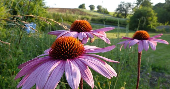 Maatschappij Trivia Vraag: Wat is echinacea?