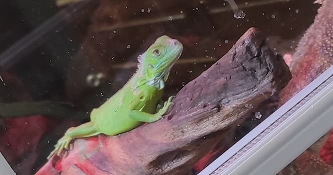 Natuur Trivia Vraag: Welk dier is te zien op de foto?