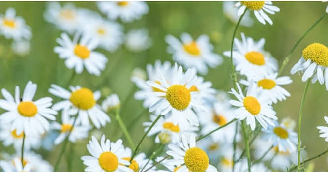 Maatschappij Trivia Vraag: Welke geneeskrachtige plant wordt gebruikt bij verkoudheid?