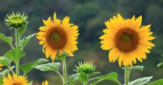 Maatschappij Trivia Vraag: Wat wordt er gemaakt van zonnebloemen?