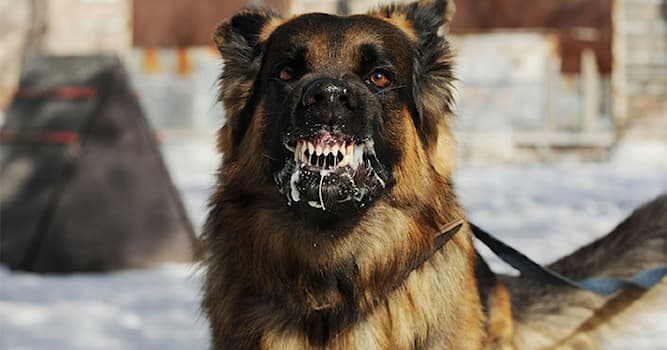 Science Question: Comment prévenir la rage chez les chiens ?
