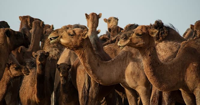 Sociedad Pregunta Trivia: ¿En qué siglo comenzaron a utilizar camellos como medio de transporte en Australia?