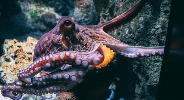 natura Pytanie-Ciekawostka: Jak ośmiornice chronią się przed drapieżnikami?