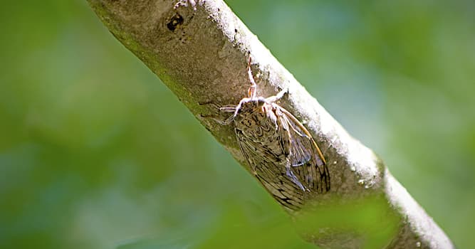 Natuur Trivia Vraag: Krekels behoren tot welke van deze?