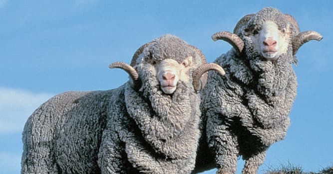 Natuur Trivia Vraag: Waar komt het schapenras "merino" oorspronkelijk vandaan?