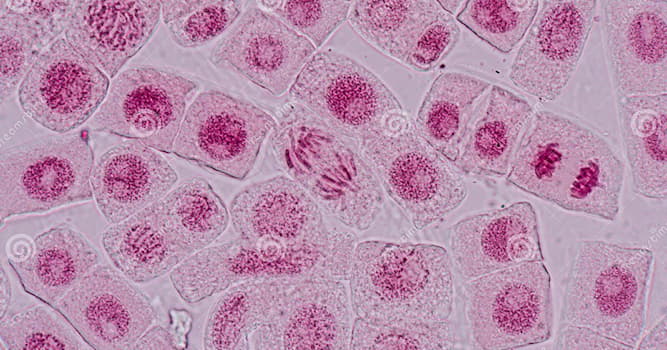 Сiencia Pregunta Trivia: ¿Qué se entiende por mitosis?