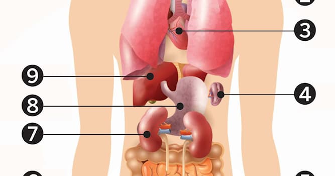 Wetenschap Trivia Vraag: Wat is Chiari Malformatie?