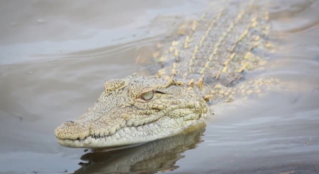 Natuur Trivia Vraag: Wat onderscheidt een krokodil van een alligator?