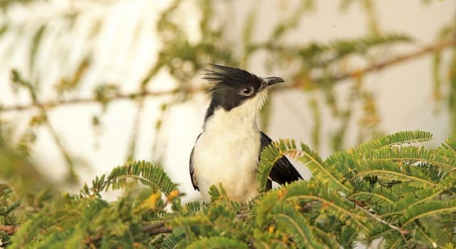 natura Pytanie-Ciekawostka: Czym żywi się kukułka?