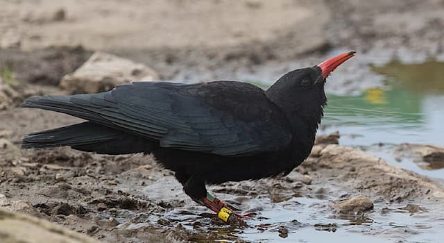 Nature Trivia Question: Which bird of the "Corvidae" family is in the picture?