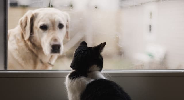 Doğa Trivia Sorusu: Hangi evcil hayvan yanaklarını yiyecekle doldurur?