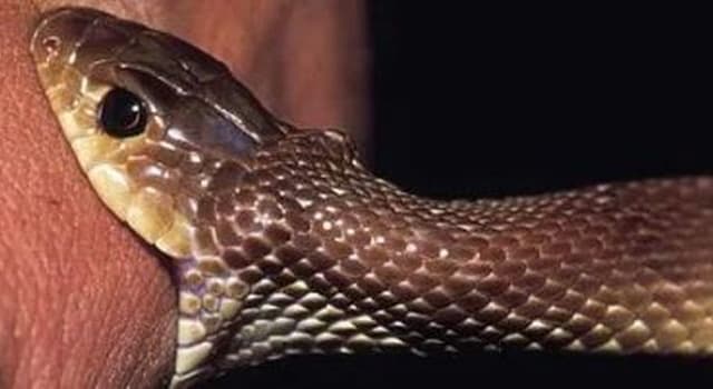 Sport Trivia Question: Which professional sportsperson is popularly known as "Snakebite"?