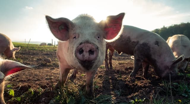 natura Pytanie-Ciekawostka: Do czego świnie potrzebują błota?