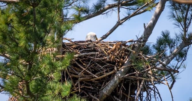 Natuur Trivia Vraag: Adelaar - wat is het?