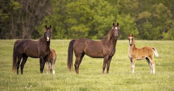Naturaleza Pregunta Trivia: ¿De qué país son originarios los caballos de raza Brumby?