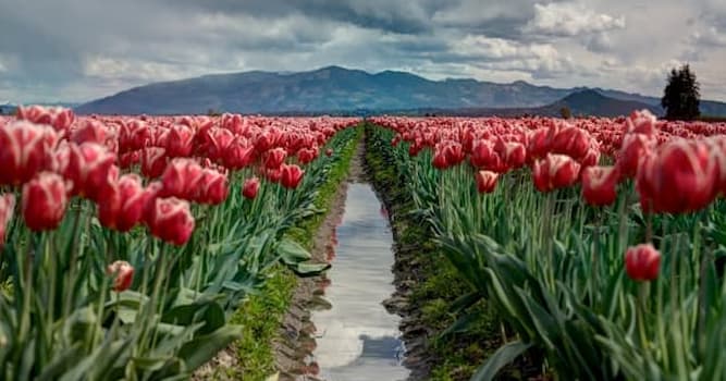 Aardrijkskunde Trivia Vraag: Welk land staat bekend om zijn tulpen?