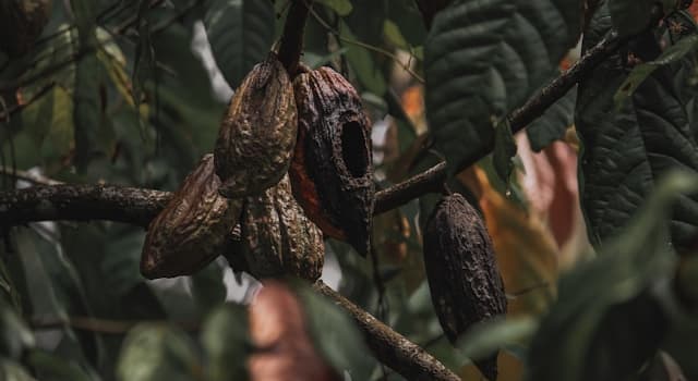 natura Pytanie-Ciekawostka: Która roślina jest używana do produkcji czekolady?