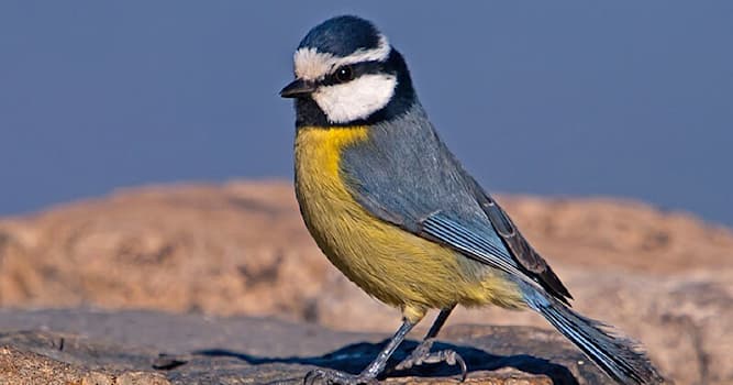 Naturaleza Pregunta Trivia: ¿Qué especie de ave de la familia "Paridae" aparece en la imagen?