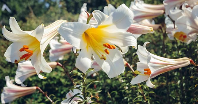 Natuur Trivia Vraag: Wat is een lelie?